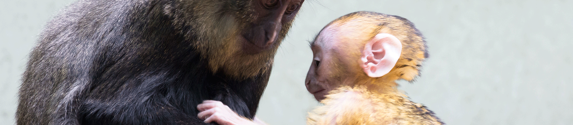 Visite guidée zoologique : Naissances au zoo de Mulhouse