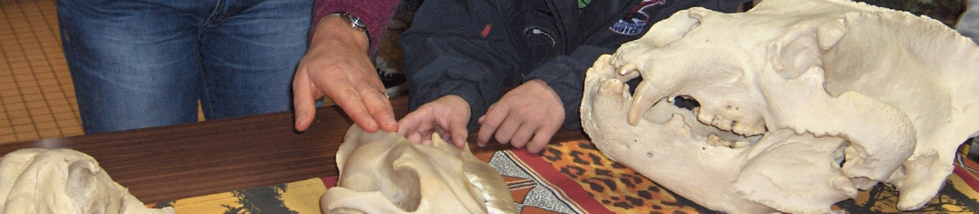 Visite guidée zoologique : Dentures et régimes alimentaires