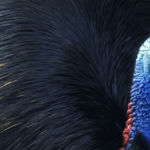 Visite guidée zoologique : Les oiseaux, des dinosaures à plumes ?