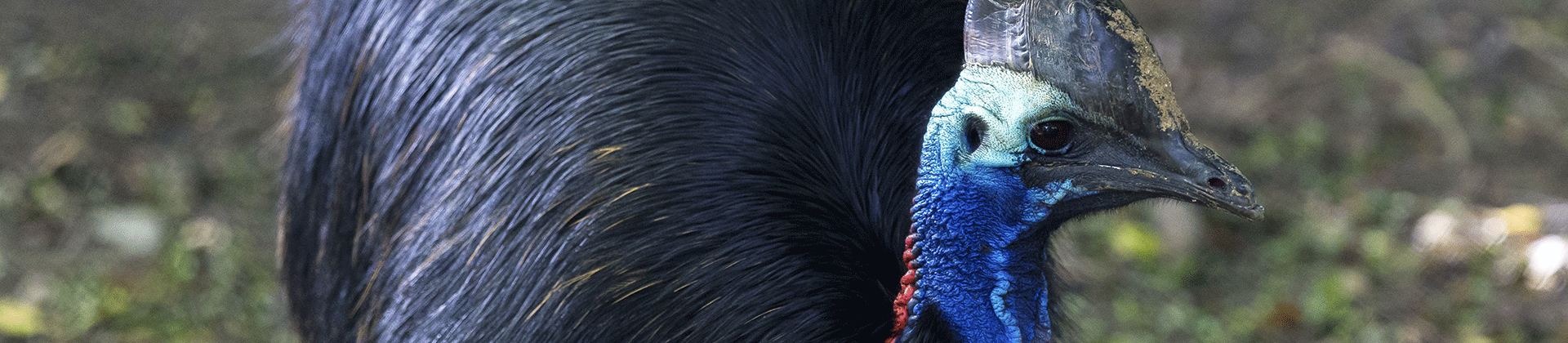 Visite guidée zoologique : Les oiseaux, des dinosaures à plumes ?