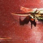 Visite guidée botanique : Les écorces