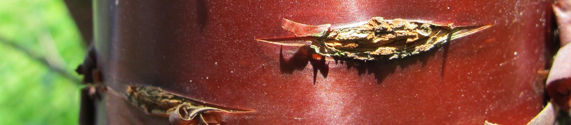 Visite guidée botanique : Les écorces