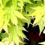 Visite guidée botanique : Les érables