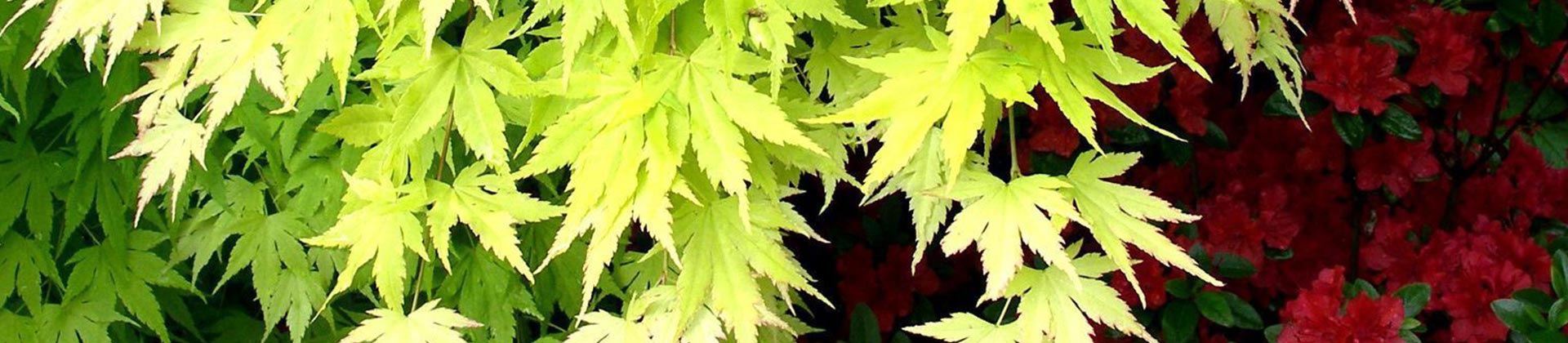 Visite guidée botanique : Les érables