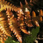 Visite guidée botanique : Les fougères