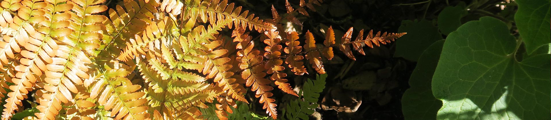 Visite guidée botanique : Les fougères