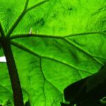 Visite guidée botanique : Les plantes vivaces géantes