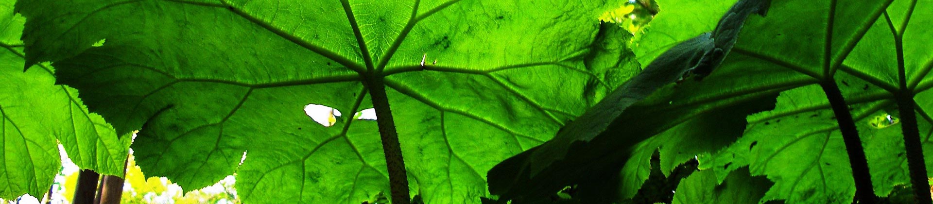 Visite guidée botanique : Les plantes vivaces géantes