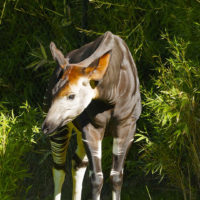 Okapi