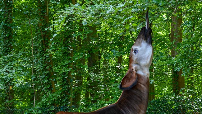 Okapi ⋆ Zoo de Mulhouse, parc zoologique et botanique