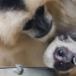 Visite guidée zoologique : Le monde des primates