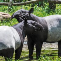 Malay tapir