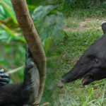 Visite guidée zoologique : Le tapir malais