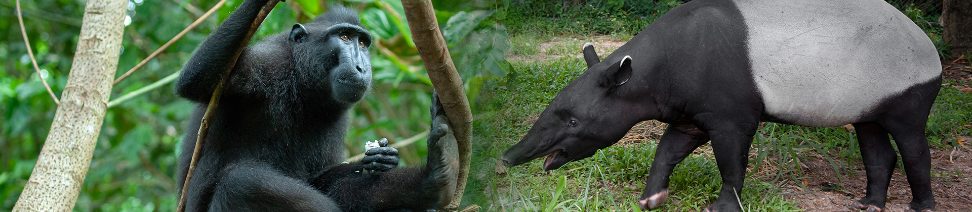 Visite guidée zoologique : Le tapir malais