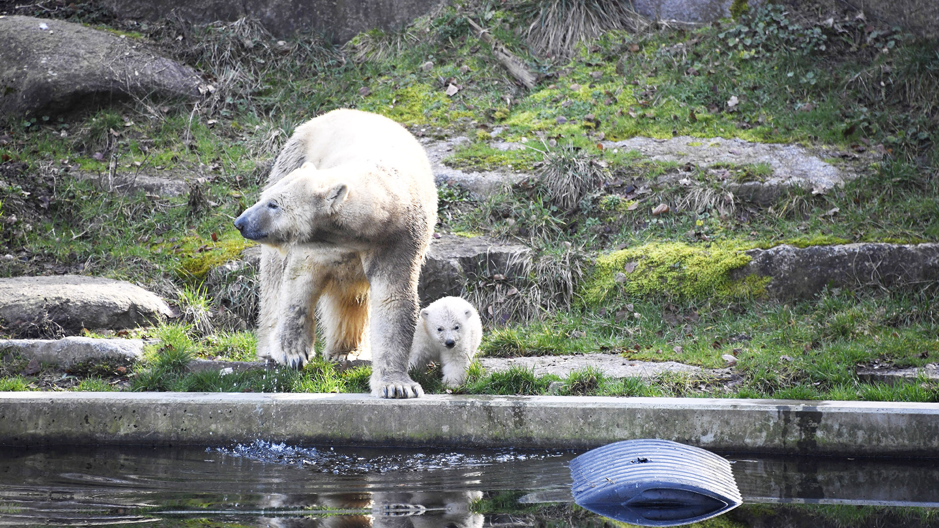 Sortie de l'ourson polaire