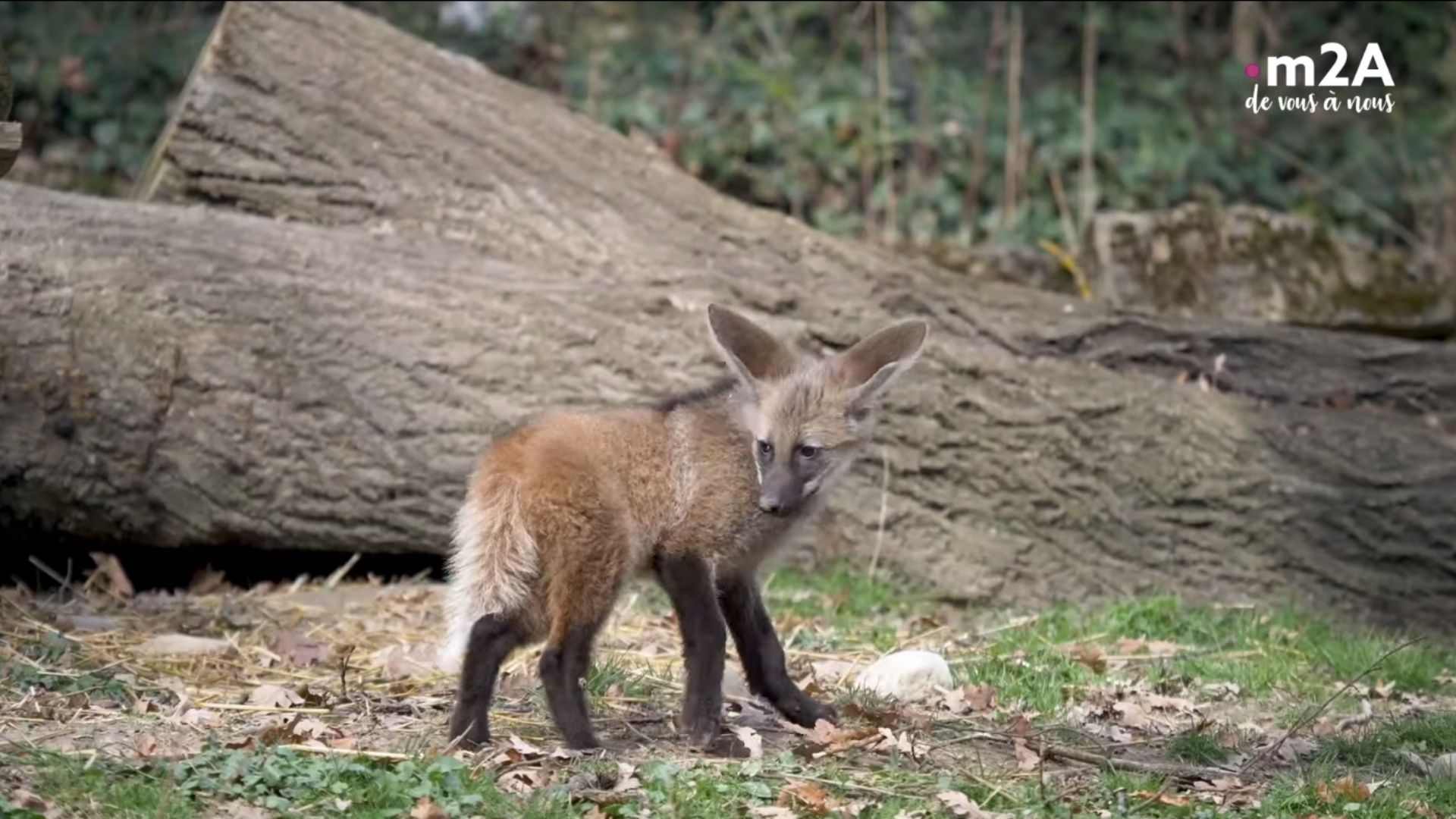  Zoo de mulhouse : naissance loup à crinière