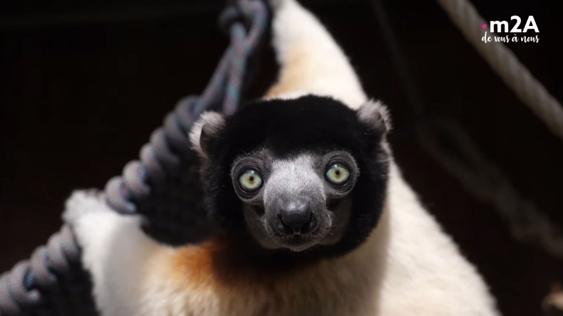 Zoo de mulhouse : naissance propithèque couronné