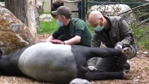 En savoir plus sur '[Vidéo] Une journée avec un vétérinaire du parc !'