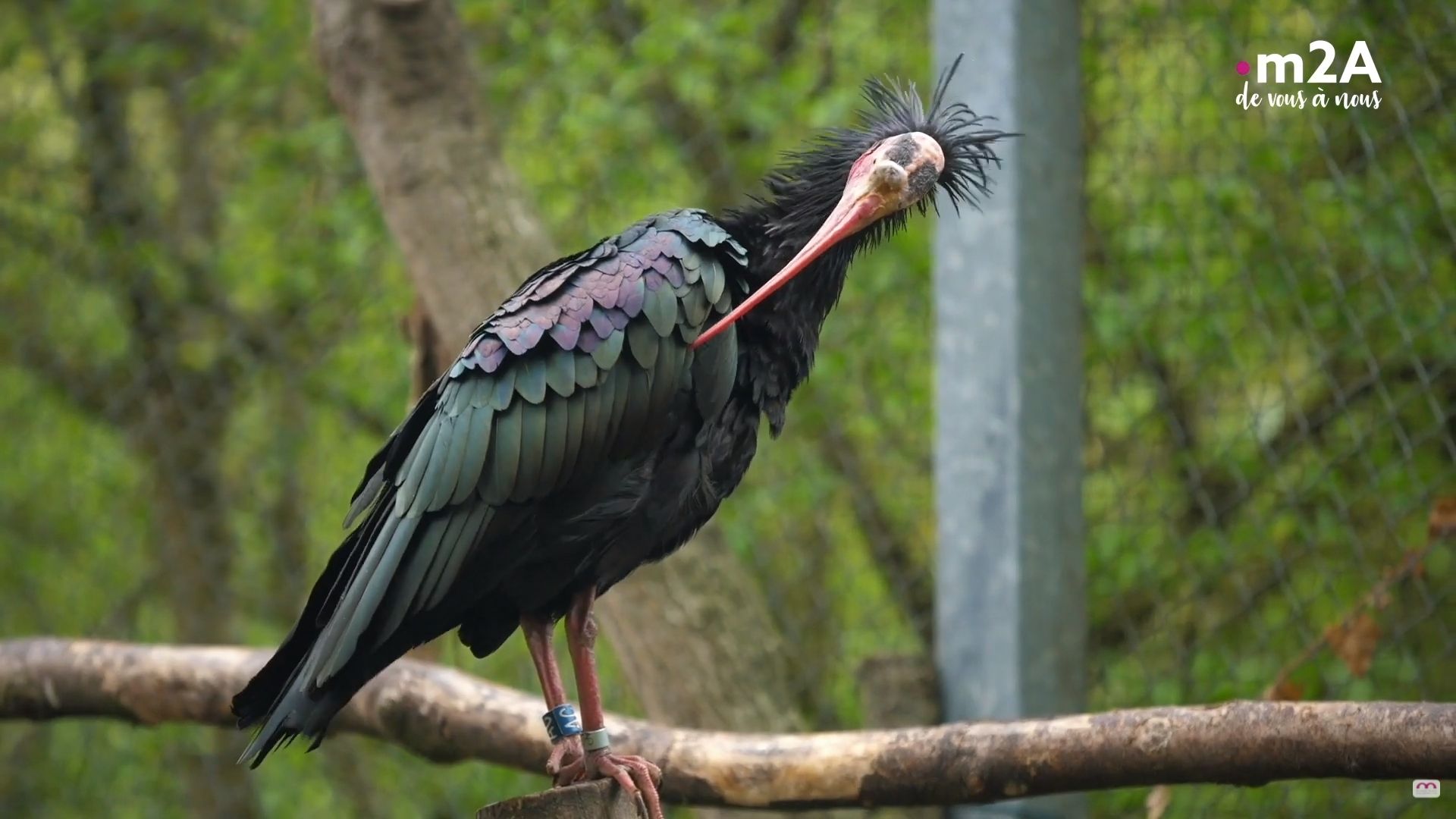 Zoo de mulhouse - suivi des pontes : le parc participe à la réintroduction des ibis chauves