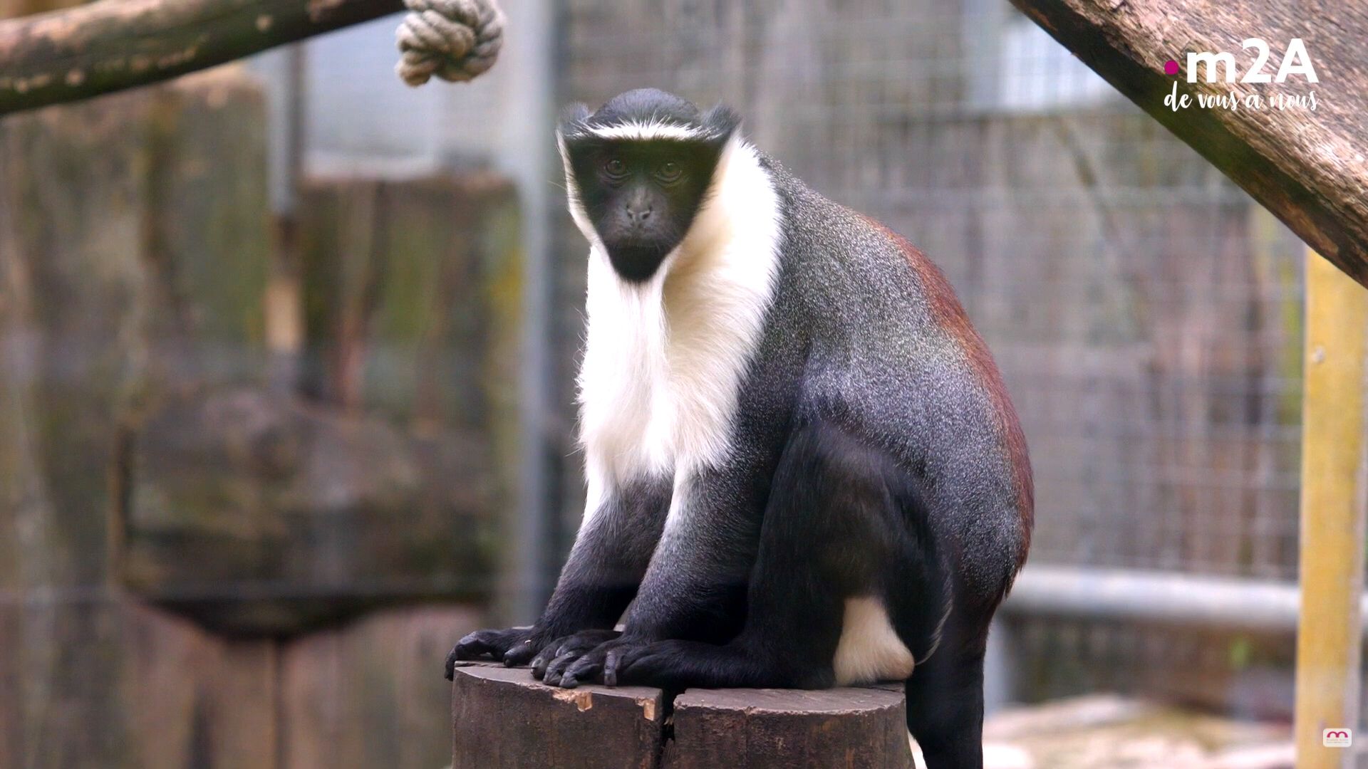 Conservaiton ex-situ au zoo de Mulhouse : cercopithèque de roloway