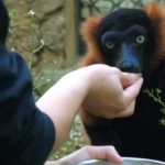 Visite guidée zoologique : Les métiers du zoo