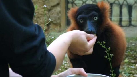[Vidéo] Découvrez le métier de soigneur animalier | Zoo de Mulhouse, parc zoologique et botanique