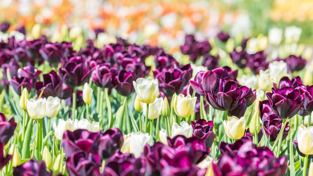 Marché aux plantes - Floraison des tulipes 