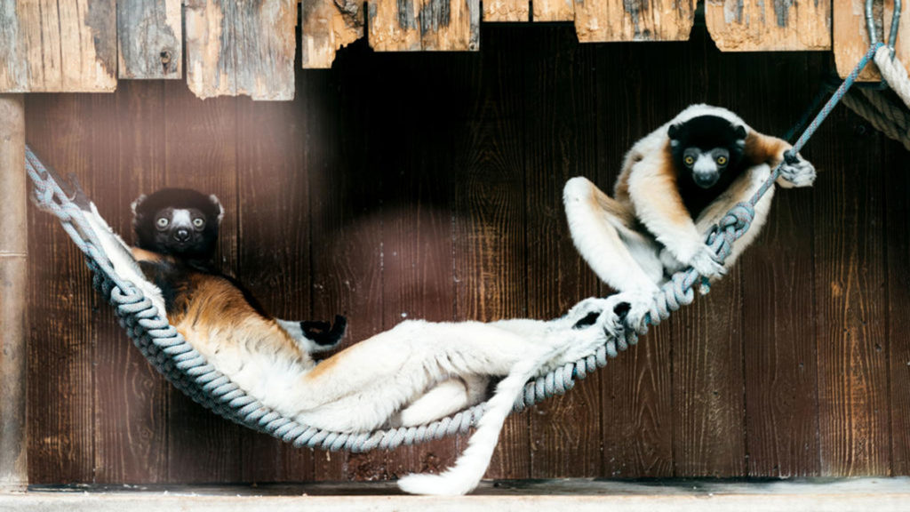 Weekend malgache - Madagascar en fête au zoo de Mulhouse - lémurien