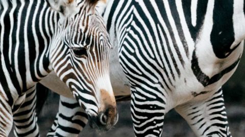 En savoir plus sur '[Vidéo] Nouvelles naissances au Parc zoologique et botanique de Mulhouse !'