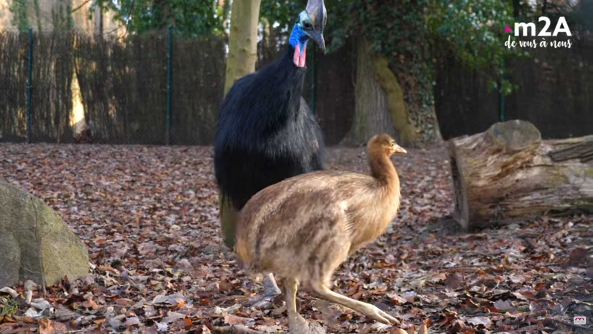 Nouvelles naissances au Parc zoologique et botanique de Mulhouse : Bébé casoar à casque