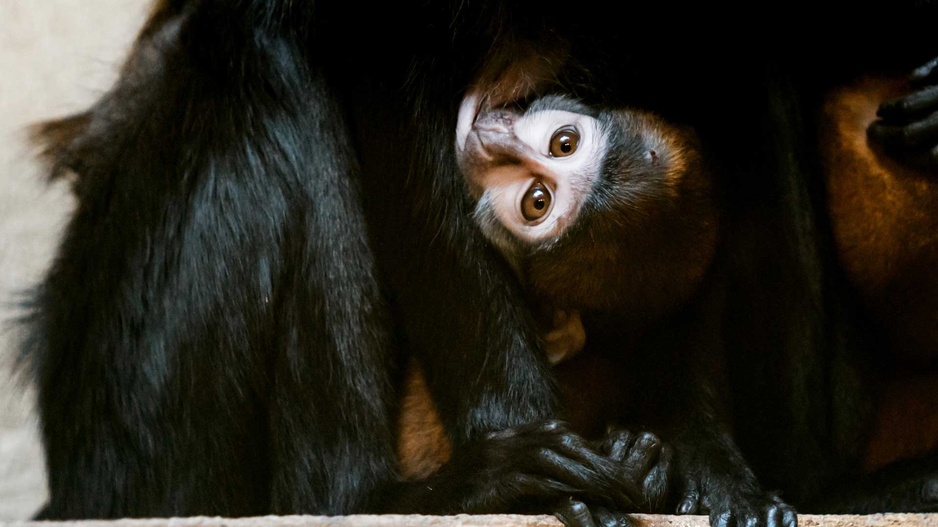 Nouvelles naissances au Parc zoologique et botanique de Mulhouse : Bébé cercopithèque de l'Hoest