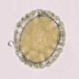Pollen de basilic (Ocimum basilicum)