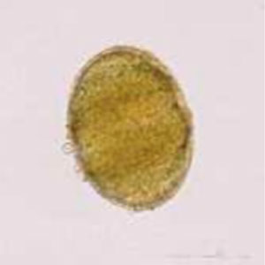 Pollen de sauge (Salvia sclarea)