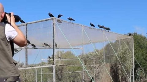 En savoir plus sur '[Vidéo] Réintroduction des ibis chauves du Zoo de Mulhouse'