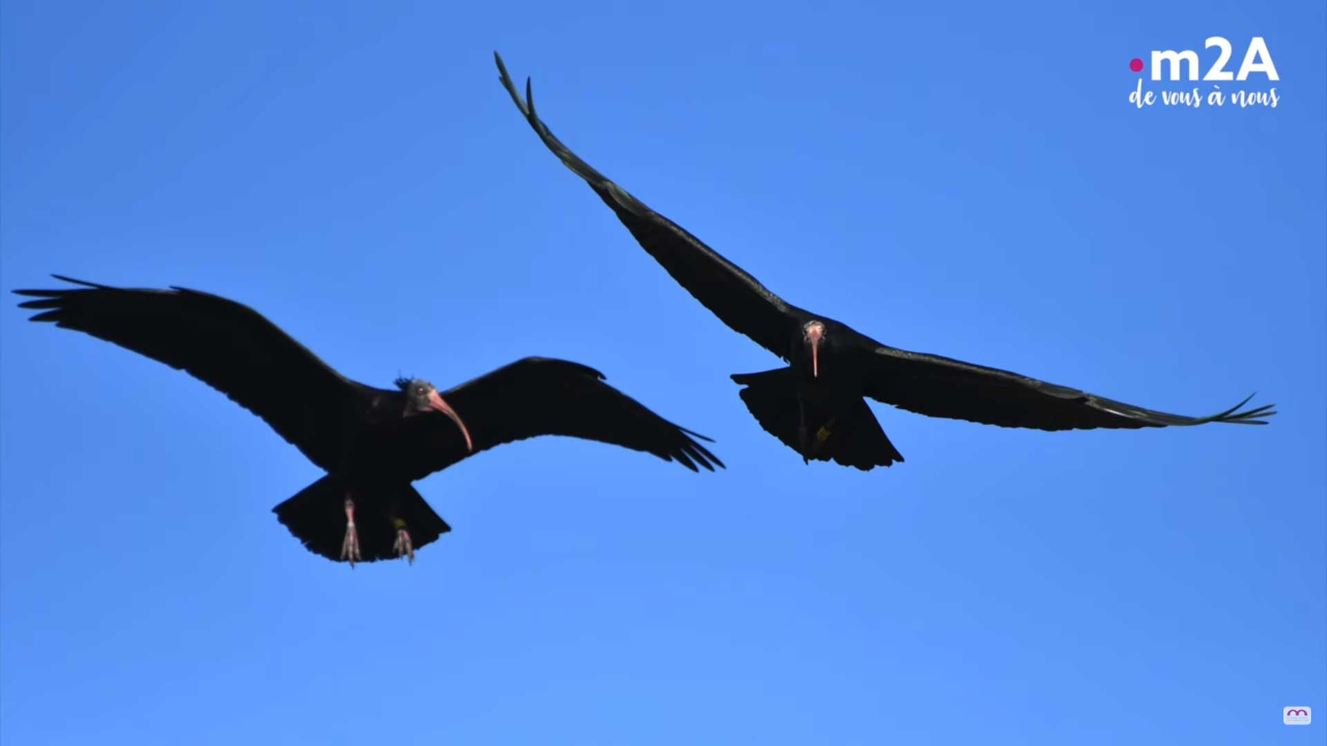Réintroduction des ibis chauves - une nouvelle population établie en Espagne