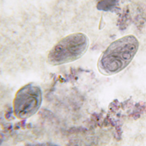 Kyste de Giardia spp. coloré à l'hematoxyline ferrique