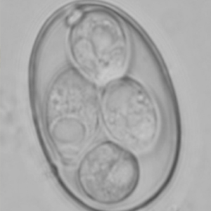 Oocyste sporulé d'Eimeria spp. (Teixeira et al., 2015)