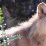 Atelier d'été : A la découverte des loups