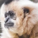 Journée "Gibbons et animaux d'Asie"