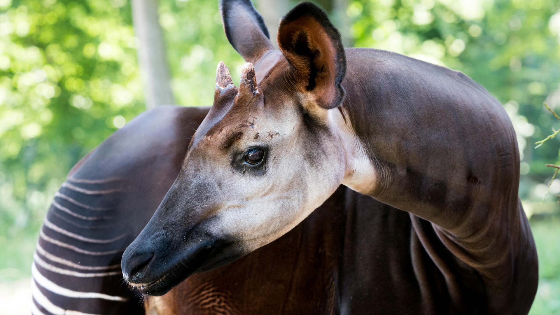 Okapi au Parc zoologique et botanique de Mulhouse