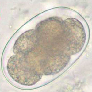 Ancylostoma spp. egg
