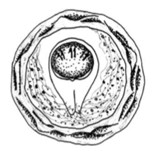 Bertiella spp. egg (Furtado et al., 2012)
