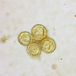 Bertiella spp. egg