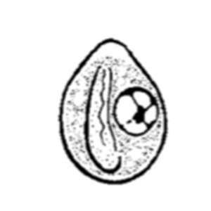 Chilomastix mesnili cyst (Garcia, 2021)