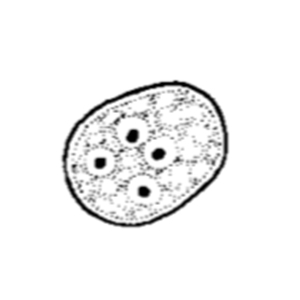 Endolimax nana cyst (Garcia, 2009)