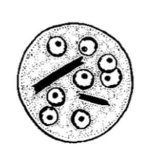 Entamoeba coli cysts (Garcia, 2009)