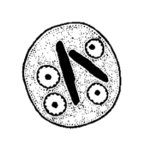 Entamoeba histolytica cyst (Garcia, 2009)