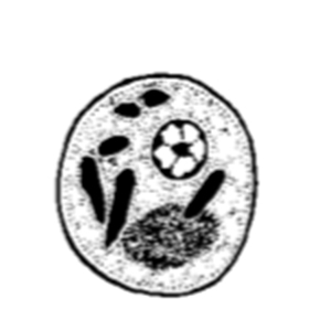 Entamoeba polecki cyst (Garcia, 2009)