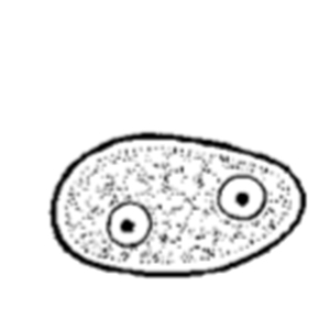 Enteromonas hominis (Garcia, 2021)