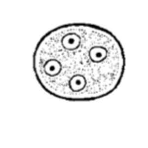 Enteromonas hominis (Garcia, 2021)